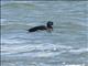 Common Scoter (Melanitta nigra)
