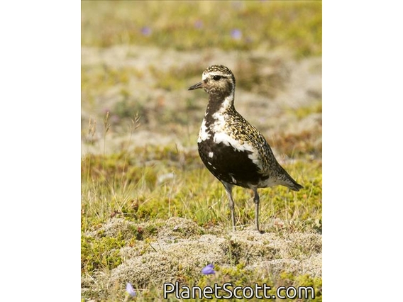 European Golden-Plover (Pluvialis apricaria)