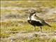European Golden-Plover (Pluvialis apricaria)