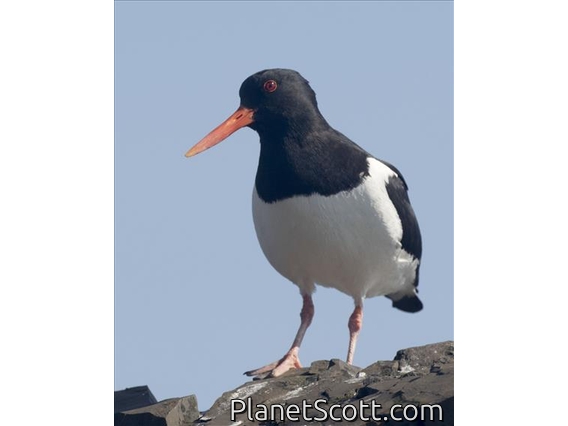 Eurasian Oystercatcher (Haematopus ostralegus)