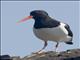Eurasian Oystercatcher (Haematopus ostralegus)