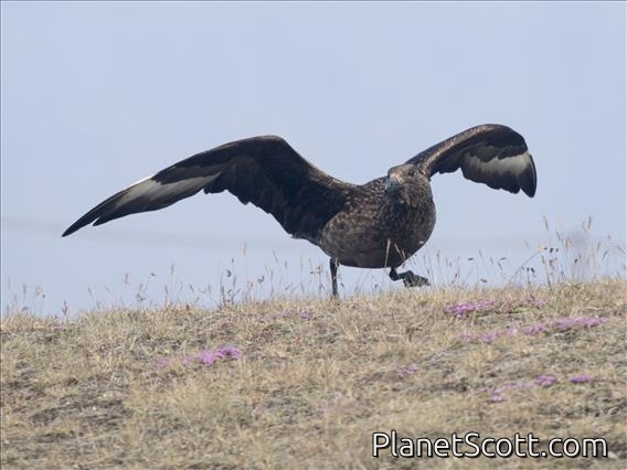 Great Skua (Stercorarius skua)