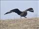 Great Skua (Stercorarius skua)