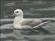 Northern Fulmar (Fulmarus glacialis)