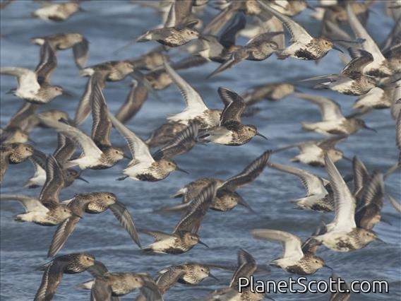 Dunlin (Calidris alpina)