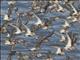 Dunlin (Calidris alpina)