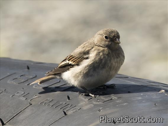 Snow Bunting (Plectrophenax nivalis) - Juvenile