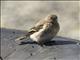 Snow Bunting (Plectrophenax nivalis) - Juvenile