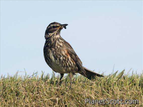 Redwing (Turdus iliacus)