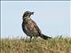 Redwing (Turdus iliacus)
