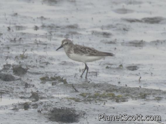 Semipalmated Sandpiper (Calidris pusilla)