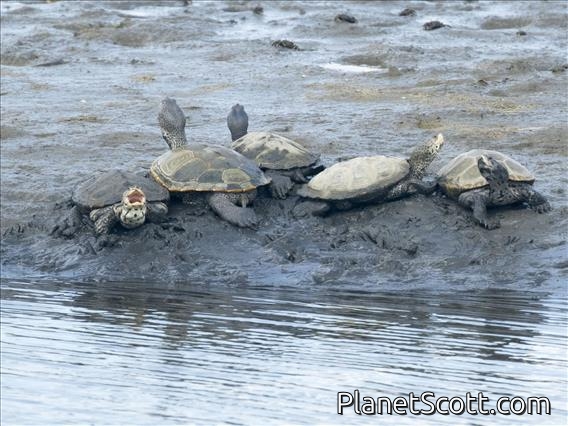 Diamondback Terrapin (Malaclemys terrapin)