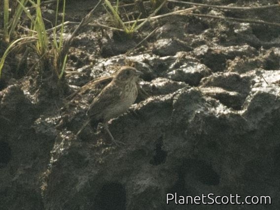 Saltmarsh Sparrow (Ammospiza caudacuta)