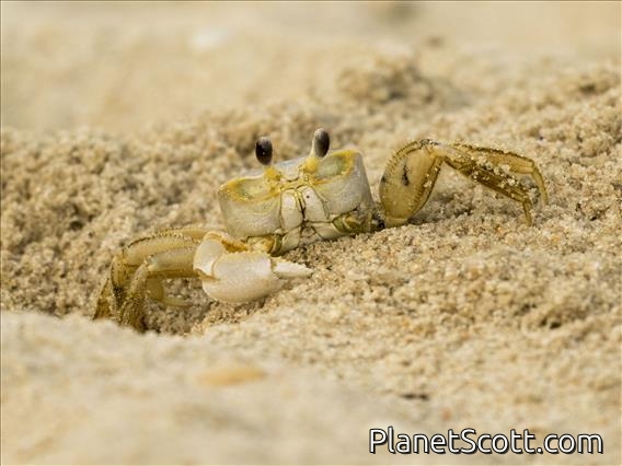 Atlantic Ghost Crab (Ocypode quadrata)