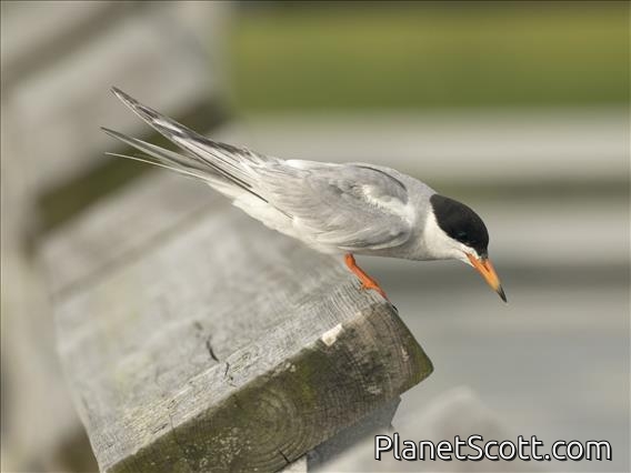 Common Tern (Sterna hirundo)