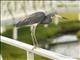 Tricolored Heron (Egretta tricolor)