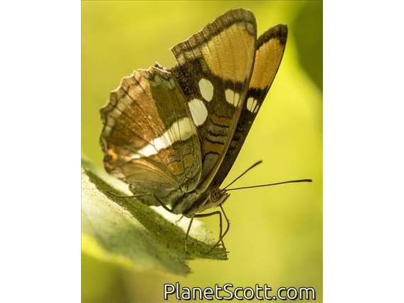 California Sister ( Adelpha californica)