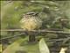 Sulphur-bellied Flycatcher (Myiodynastes luteiventris)