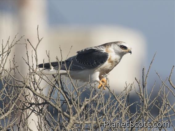 White-tailed Kite (Elanus leucurus) - Juvenile