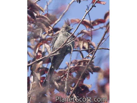 Phainopepla (Phainopepla nitens)
