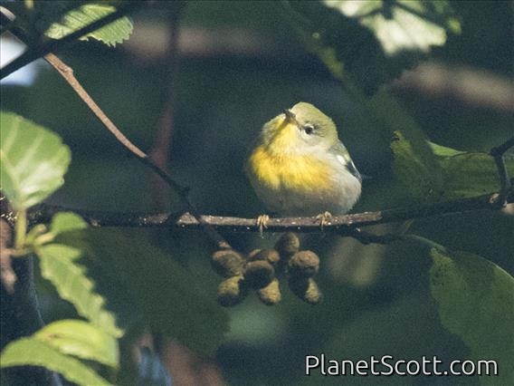 Northern Parula (Setophaga americana)