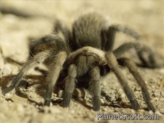 Desert Tarantula (Aphonopelma iodius)