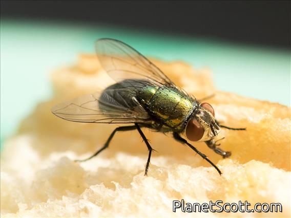 Blow Fly (blowfly ssp)
