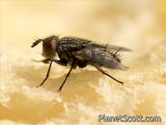 Blow Fly (blowfly ssp)