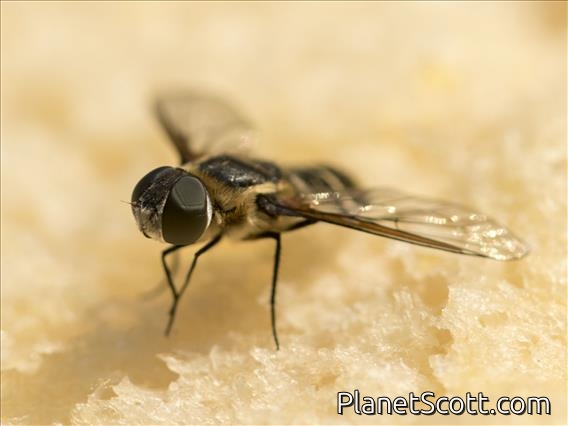 Banded Bee Fly (Villa ssp)