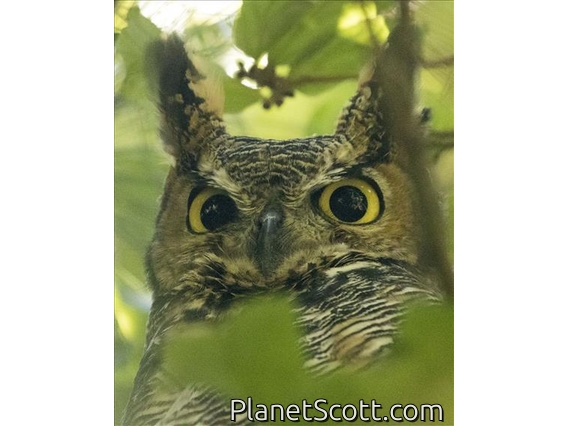 Great Horned Owl (Bubo virginianus)