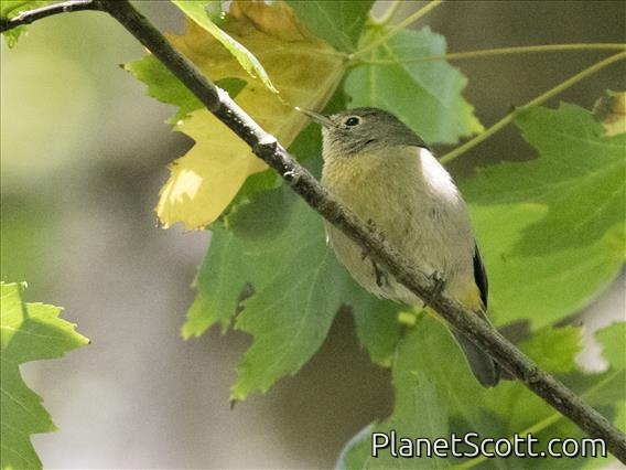 Virginia's Warbler (Leiothlypis virginiae)