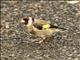European Goldfinch (Carduelis carduelis)