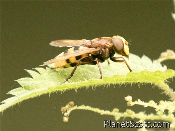 Hornet Mimic Hover Fly (Volucella zonaria)