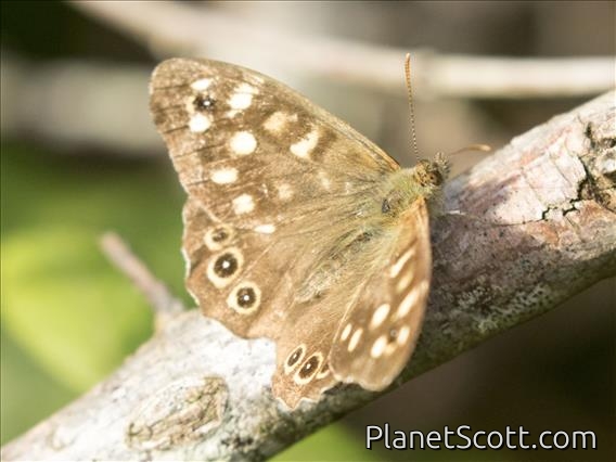 Speckled Wood (Pararge aegeria)