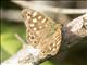 Speckled Wood (Pararge aegeria)