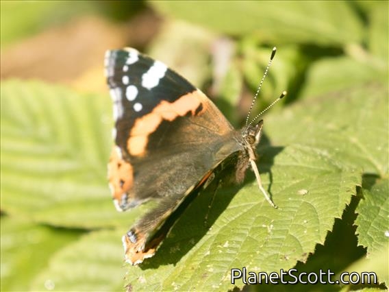 Red Admiral (Vanessa atalanta)
