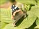Red Admiral (Vanessa atalanta)