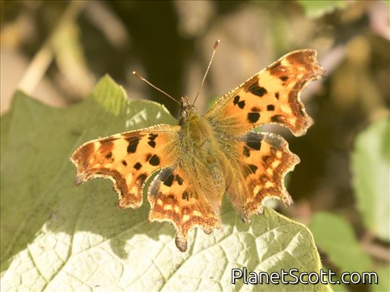 European Comma (Polygonia c-album)