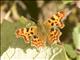 European Comma (Polygonia c-album)