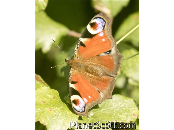 European Peacock Butterfly ( Aglais io)