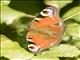 European Peacock Butterfly ( Aglais io)