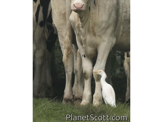 Western Cattle Egret (Bubulcus ibis)