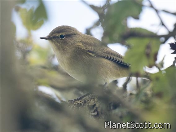 Common Chiffchaff (Phylloscopus collybita)