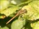 Common Darter (Sympetrum striolatum)