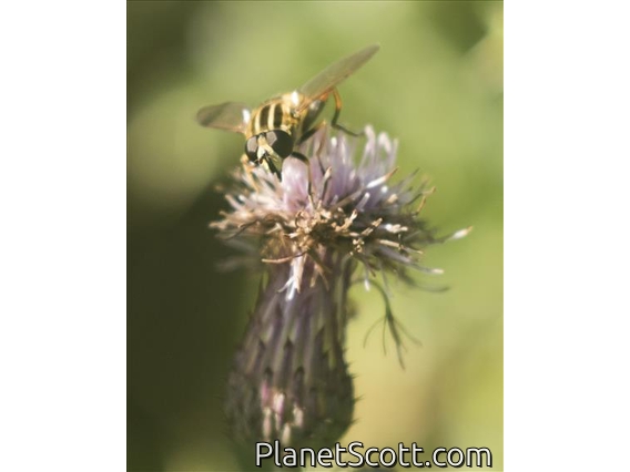 Sun Fly (Helophilus pendulus)