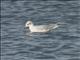 Mediterranean Gull (Ichthyaetus melanocephalus)