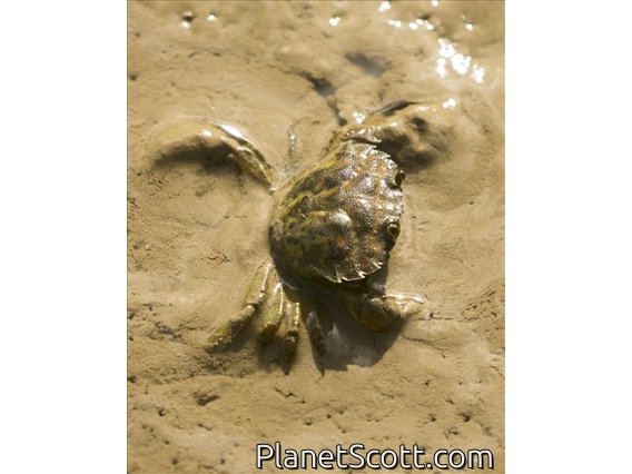 European Green Crab (Carcinus maenas)