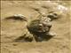European Green Crab (Carcinus maenas)