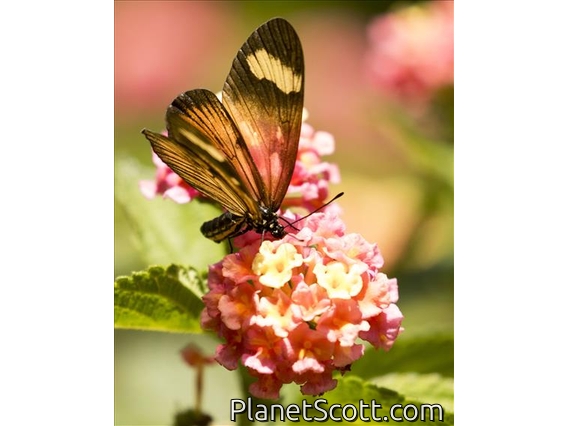 Actinote Butterfly ( Actinote ssp)