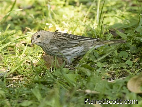 Saffron Finch (Sicalis flaveola) - Female